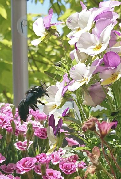 Motiv:
Eine schwarz glänzende Holzbiene schwebt im Flug vor einer Gruppe von Veilchen mit weißen und violetten Blüten. Im Vordergrund sind weitere rosafarbene Blüten sichtbar, während im Hintergrund grüne Blätter und eine Metallstruktur erkennbar sind.

Stimmung & Wirkung:
Die Biene in der Luft vermittelt Dynamik, während die Blumen eine lebendige, natürliche Atmosphäre erzeugen. Der Kontrast zwischen der dunklen Biene und den hellen Blüten hebt das Insekt hervor.

Technische Details:
Farbe: Natürliche, kräftige Farben mit starkem Kontrast zwischen Blüten, Biene und Hintergrund.
Schärfentiefe: Mittlere Schärfentiefe mit Fokus auf Biene und Veilchen, während der Hintergrund leicht unscharf ist.
Lichtverhältnisse: Helles Sonnenlicht erzeugt starke Schatten und betont die Farben.