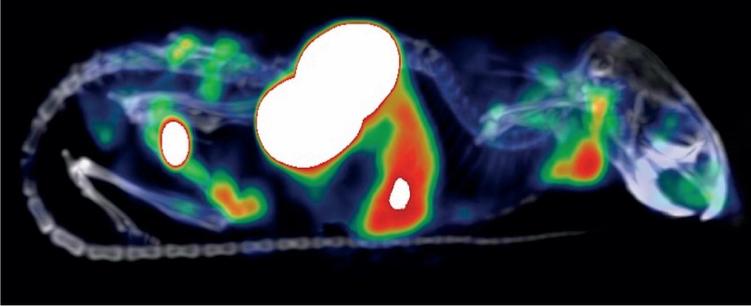 A scan of a mouse with the CD163-targeting immunotracers lit up in red and green. The large white parts are the kidneys. Image credit: Immune-Image project.