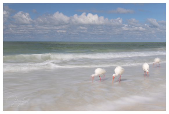 Wide format image of 4 white Ibis feeding in the ocean surf.  It is a bright sunny day with puffy white clouds in the sky.  The ocean is a light green color and you can see the blur of the waves crashing on the beach and the surf rolling in.  The Ibis are entering the frame from the right and moving left.  There is some blur to show movement but the front bird is more defined than the rest.