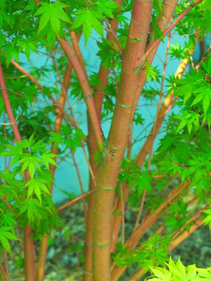 Petit arbre vert