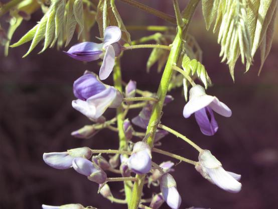 Petites fleurs violettes.