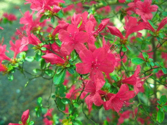 Petites fleurs rose vif