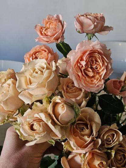 Rose branchue 'Garden Sahara' couleur crème à gauche et Rose branchue 'Vuvuzela' couleur saumon à droite