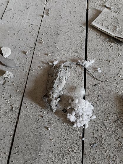 Rat desséché sur un plancher poussiéreux 
