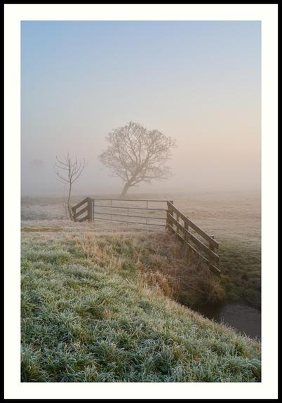 colour - Leaning tree in a meadow with a fence in the foreground. Shot just before dawn on a rather cold and somewhat misty morning. Frost still covers the grass and fence.