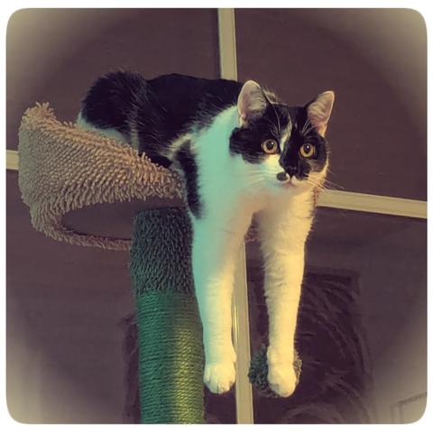 Lemon the cat once again dangling her front paws off her cat tree, this time while defiantly staring down my husband (who isn't pictured here)