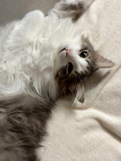 Thor, a fluffy grey and white bicolor half-Ragdoll cat, lying on his back and looking up atchu because he wants you to shower him with attention. 