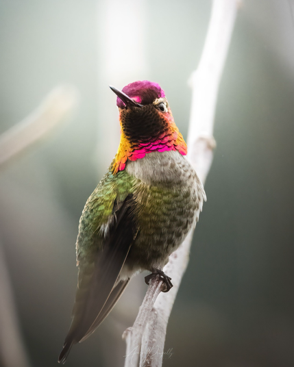 An Anna’s hummingbird sits centre frame and looks off to the left of the image, its bright pink and orange feathers of its neck contrast beautifully with the green and grey feathers of its body