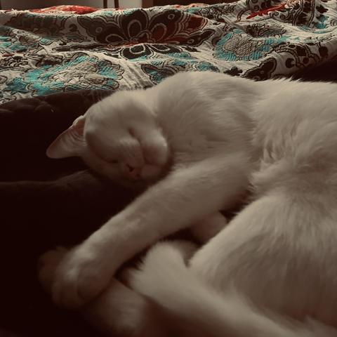 a soft, furry white cat sleeps on a bed