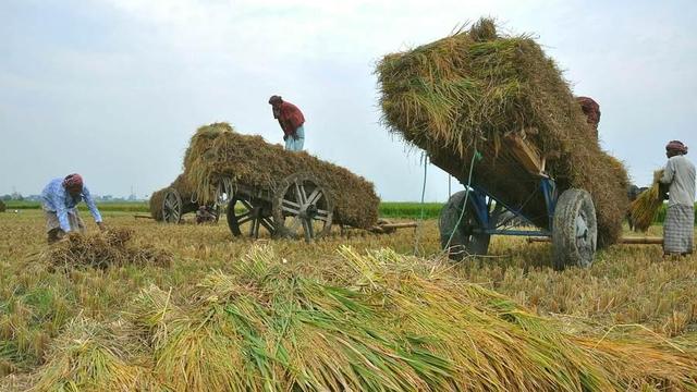 People hauling away a rice harvest.