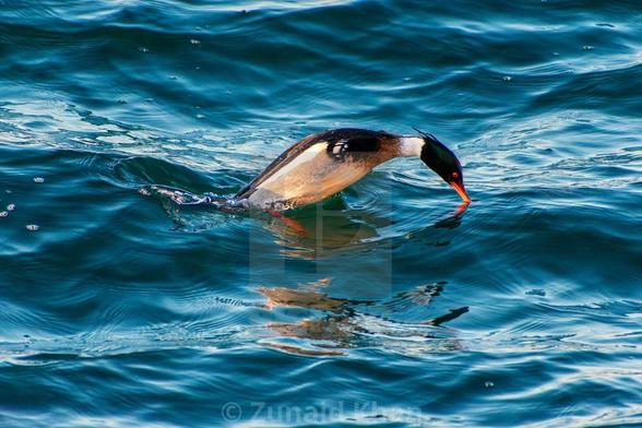 Male red-breasted merganser starting to dive into Lake Ontario.