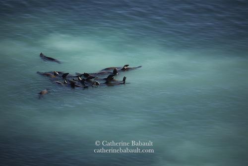 A raft of sea lions in a milky turquoise sea due to the milt of herring spawning.
