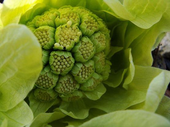 The head of a butterbur sprout.
