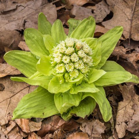 The head of a butterbur sprout.