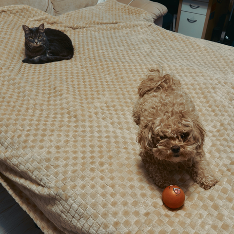 My lovely toys #toys #cats #maltipoo credit: bobarev.com  Любимая работа - это реально https://www.jjbk.ru