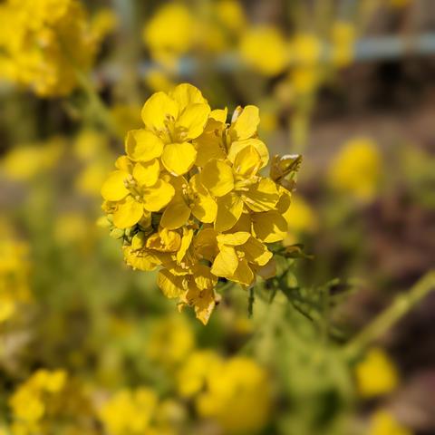 Bright yellow rapeseed flowers.