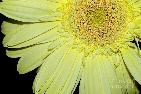 Gerbera is a genus of plants in the Asteraceae (daisy family). It was named in honour of German botanist and medical doctor Traugott Gerber| (1710-1743) who travelled extensively in Russia and was a friend of Carl Linnaeus.

Gerbera is native to tropical regions of South America, Africa and Asia. The first scientific description of a Gerbera was made by J.D. Hooker in Curtis's Botanical Magazine in 1889 when he described Gerbera jamesonii, a South African species also known as Transvaal daisy or Barberton Daisy. Gerbera is also commonly known as the African Daisy.

Gerbera species bear a large capitulum with striking, two-lipped ray florets in yellow, orange, white, pink or red colours. The capitulum, which has the appearance of a single flower, is actually composed of hundreds of individual flowers. The morphology of the flowers varies depending on their position in the capitulum. The flower heads can be as small as 7 cm (Gerbera mini 'Harley') in diameter or up to 12 cm (Gerbera �Golden Serena�).  Photograph by Kaye Menner.