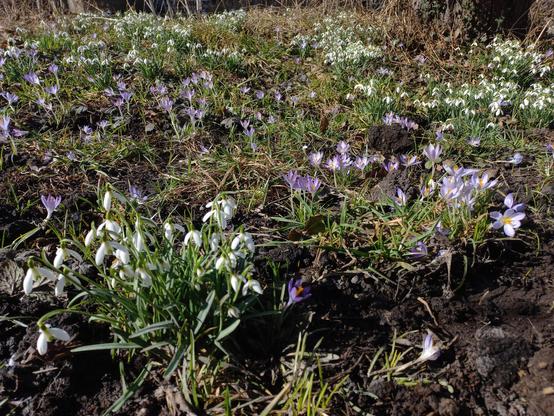Das Foto zeigt eine Wiese, auf der zwischen grünen und braunen Grashalmen zahlreiche Kleine Schneeglöckchen in Blüte stehen. Dazwischen ist ein Bereich, in dem blasslila Elfenkrokusse blühen. Am rechten und linken Bildrand sind vegetationslose Stellen, an denen die kräftig braune Erde zu sehen ist. Im Hintergrund sind der Stammfuß eines Baumes und Altgrasbestände zu erkennen.