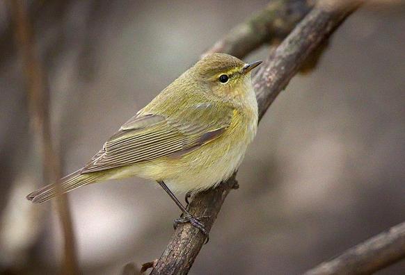Mosquitero común (Phylloscopus collybita). Foto: hedera.baltica en Wikipedia ( https://commons.wikimedia.org/wiki/File:Chiffchaff_(32698769747).jpg )