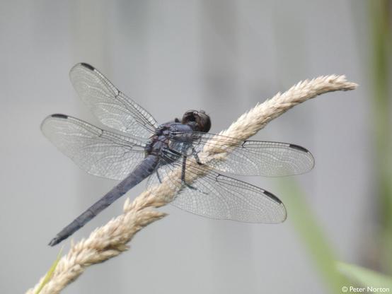A slaty skimmer dragonfly sits poised on the seedy end of a tall blade of grass.