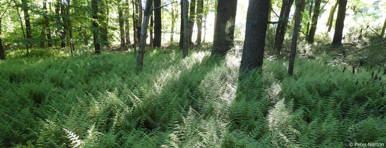 Sun shines through the woods and across a wide swath of hay-scented ferns.