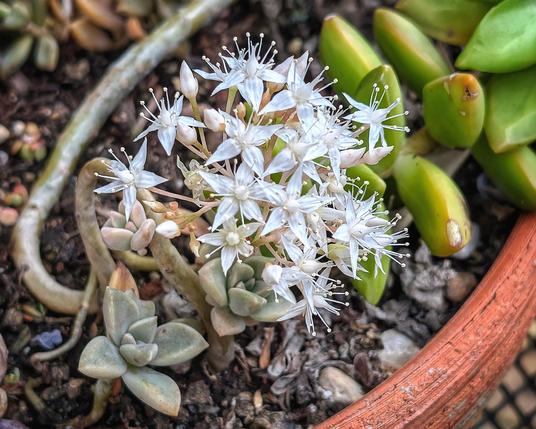 A cluster of tiny white five-petal flowers at the end of a branch of thick green succulent leaves, near the edge of a terracotta pot. 