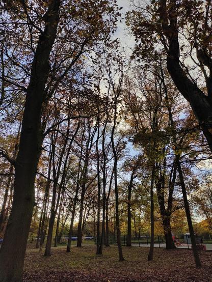 Forêt en fin d'après-midi, avec de hauts arbres aux feuilles dorées et clairsemées. Le ciel, visible entre les branches, est teinté de bleu et de nuances lumineuses. Au loin, une clôture entoure une cour d'école, et une aire de jeux rouge est partiellement visible.