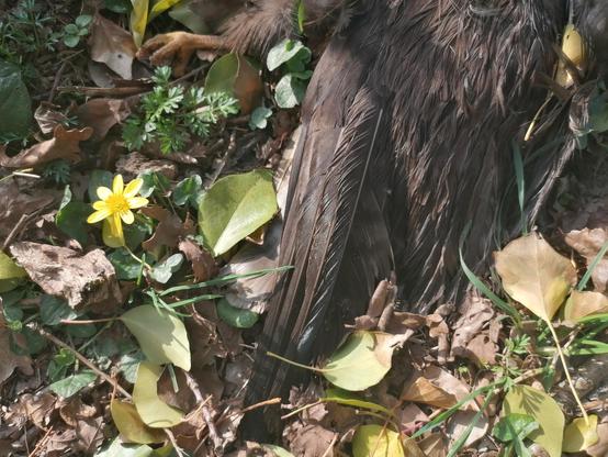 Photo d'une aile d'un rapace trouvé mort et d'une fleur de printemps sur sol de feuilles mortes