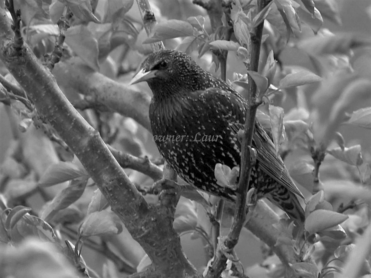 Bird, closeup, black and white, photo