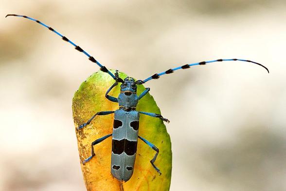 Fotografía del coleóptero Rosalia alpina. Especie distribuida por Europa meridional y central hasta el Caucaso. En la Península Ibérica se localiza en las zonas de hayedo. Es uno de los cerambícidos protegidos más llamativo de nuestros bosques por su color azul aterciopelado con manchas negras. Las larvas tardan dos o tres años en desarrollarse y viven en madera muerta de Fagus, principalmente, pero también se cita sobre Junglans, Fraxinus, Carpinus, Salix, Castanea, Quercus, Larix, Tilia, Alnus, Crataegus y Ulmus. Los adultos vuelan entre los meses de junio y septiembre y raramente acuden a las flores.