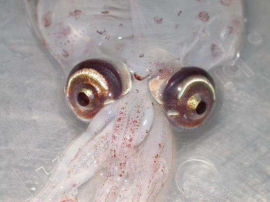 Calamar de grandes ojos con varios bordes que brillan.
