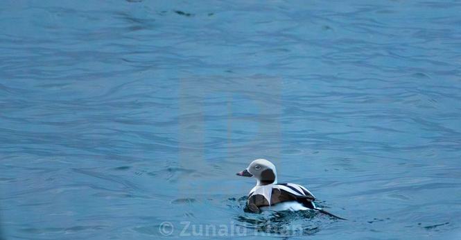 Male long-tailed duck in Lake Ontario on an early winter morning.