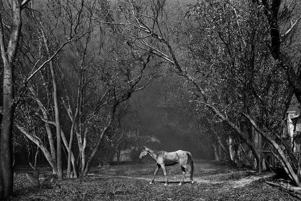 Sebastião Salgado est un photographe brésilien mondialement reconnu pour ses photographies documentaires et humanistes. Né en 1944, il est célèbre pour ses images poignantes des crises humaines, des guerres, des famines et des conditions de travail difficiles. Son style, souvent en noir et blanc, capte la souffrance et la beauté de l'humanité et de la nature.

Il a notamment couvert des événements comme la guerre du Golfe et la famine en Afrique. Sa série Genesis explore la beauté de la nature intacte, soulignant la fragilité de la Terre. Salgado est également un défenseur de l’environnement, ayant participé à des projets de reforestation au Brésil. Récompensé par de nombreux prix, il utilise la photographie pour sensibiliser le public et inciter à l’action.

