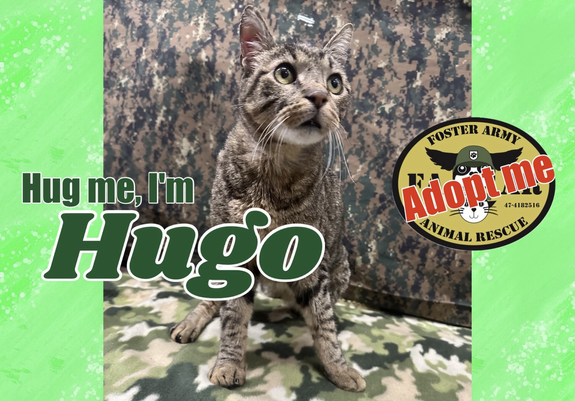 Green background with a cute tabby kitty with big eyes. The caption reads "Hug Me, I'm Hugo