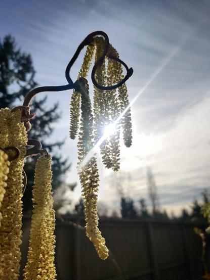A curling branch supports a half dozen hanging chains of yellow blossoms, silhouetted against a clear sky with the sun behind it.