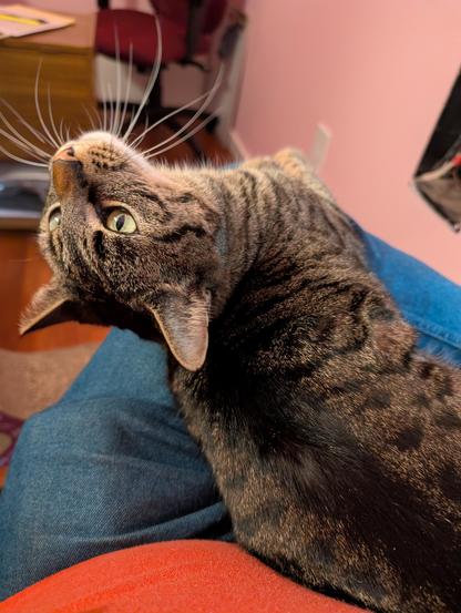 Same cat, same lap, but Notty cat's head is bent back, looking left, but upside down.