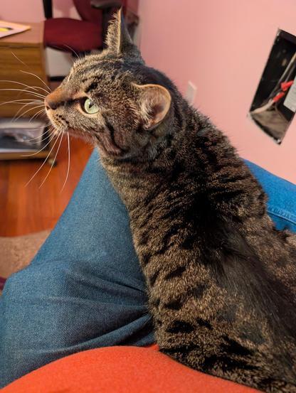 Notty cat, a gray tabby cat sittin in n my lap looking to the left.