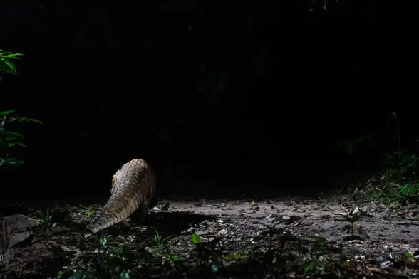 A pangolin is seen in the forest at night from the back.