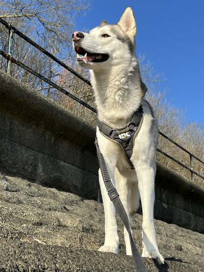 A Siberian Husky standing on concrete embankment with metal railings and trees behind him.