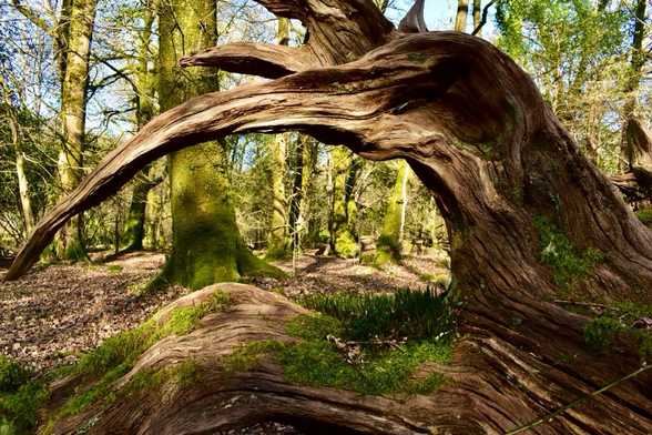 A bird shaped log with moss on it lower branches. Woodland is in the background.