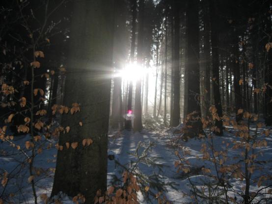 Shot of sunlight through trees with a little sun glare artefact that resembles a fairy ballerina