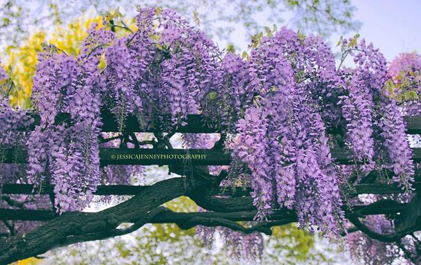 Clusters of purple wisteria blossoms hang gracefully from a wooden lattice structure, creating a vibrant and picturesque scene. The lush flowers are showcased against a soft backdrop of greenery and a blurred hint of sky.