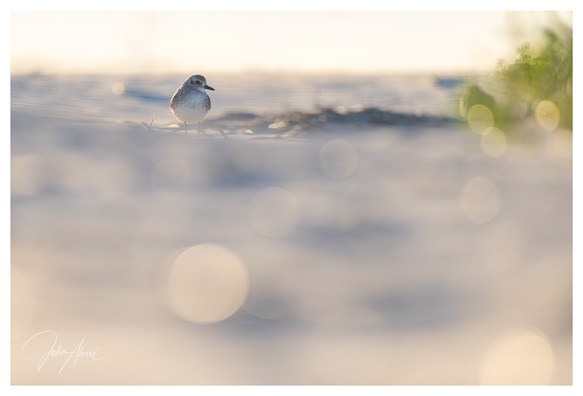 Wide frame.  Beach/sand enters from bottom and extends about 4/5 the way up the frame.  Bird is high on the upper left side of the frame.  A small section of sky is visible above the sand.  The image has a very light airy feel.  There are bokeh balls in the sand and on some green vegetation in the upper right corner of the frame.