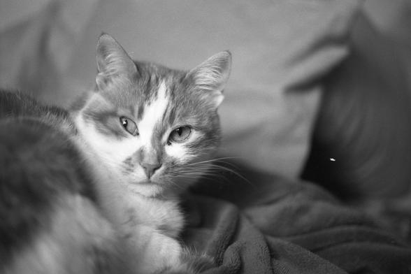 a cat