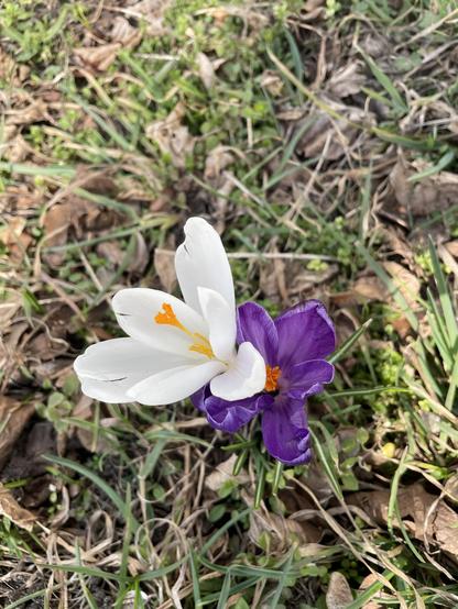 Weiße und lila Krokusblüte
