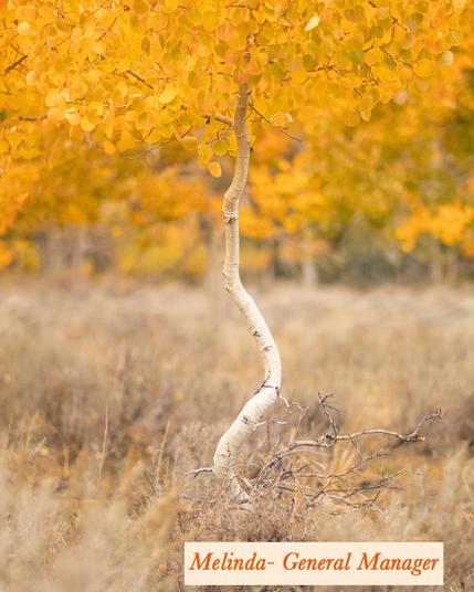 Photograph of a uniquely twisted aspen tree with golden autumn leaves in a field of dry grass. The background consists of blurred aspen trees with vibrant yellow foliage. At the bottom of the image, there is a text overlay in an elegant orange font that reads, 'Melinda - General Manager.