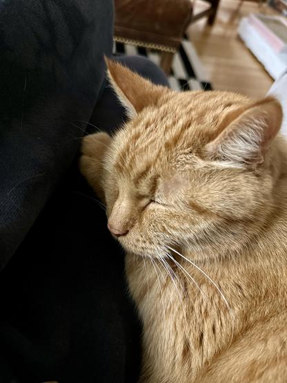 Closeup of Loki, an orange tabby cat, sleeping against my leg. 