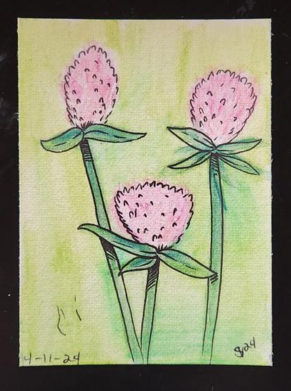 wild red clover blooms
