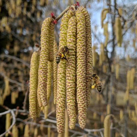 A square cropped closeup photo of two honey bees on hazel catkins. There are about a dozen catkins in two groups. The bees are one group of catkins. One bee is in the sunlight on the left side partially in flight and the second bee is on the right side and partially in a shadow and also flying wit it's head near the catkin. Both bees have yellow blobs of pollen on their hind legs. There are about 3 tiny red hazel flower blossoms near the top of both groups of catkins.