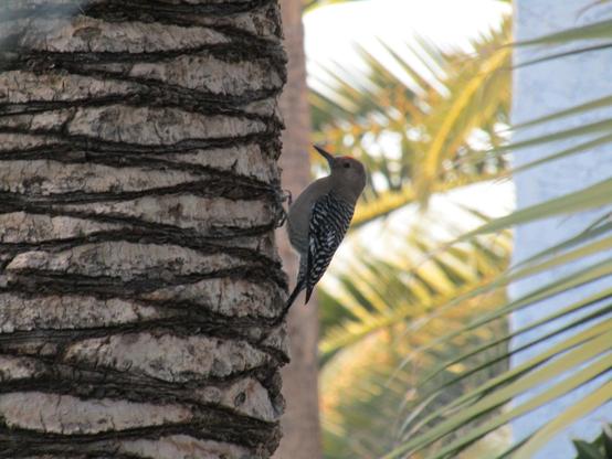 Gila Woodpecker perched on a palm tree